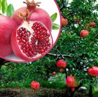 Fresh Pomegranates for sale