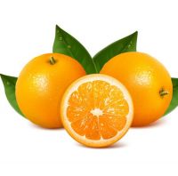 Fresh Valencia Oranges & Navel Oranges For Sale