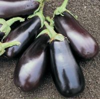 Fresh Eggplant for sale