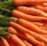 Fresh Carrots for sale