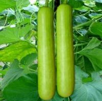 Bottle Gourd for sale