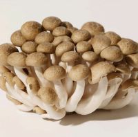 Shimeji Mushroom for sale