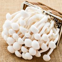 Mushroom Shimeji White for sale