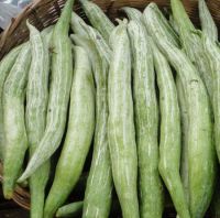 Snake Gourd for sale