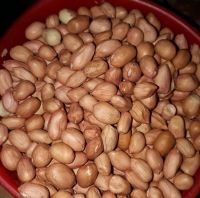 Peanut and Groundnut Without Shell for sale