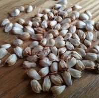 Safflower Seeds for sale