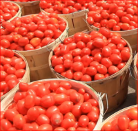 Organic Fresh Tomatoes 