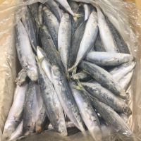 frozen horse mackerel