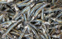 DRIED BLACK ANCHOVY