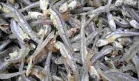 Dried Anchovy Fish