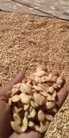 grain or seeds ARGAN morocan