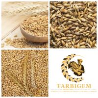 Feed Barley