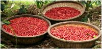 Arabica Coffee Beans