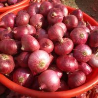 Fresh Onion Exporter from india