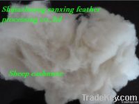 Combing Sheep Cashmere
