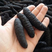 Turkish Sea Cucumber Dried Holothuria Polii