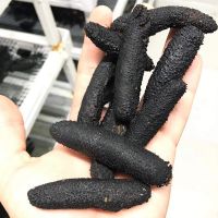 Turkish Sea Cucumber Dried Holothuria Mamata