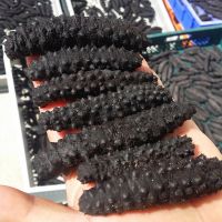 Turkish Sea Cucumber Dried Holothuria Tubulosa