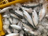 FROZEN INDIAN MACKEREL