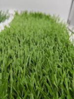 school artificial grass carpets for football stadium