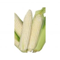 High-quality white maize available in bulk at the best wholesale rates