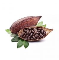 High Quality Cocoa Beans - Cacao Beans 