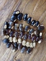 Mucuna Seeds/ Velvet Beans 