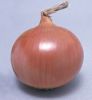 Onion ( Amasya- Black Sea-TURKEY)