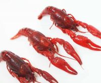 Crayfish / Crawfish