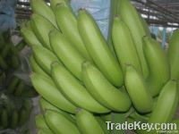 Fresh Green Cavendish Bananas