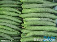 fresh cucumber