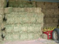 FRESH GREEN OATEN HAY.....1ST CUT..HOT SALE