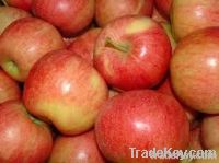 Fresh Gala Apples