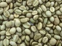 robuster green coffee beans