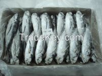 Frozen Horse Mackerel fish