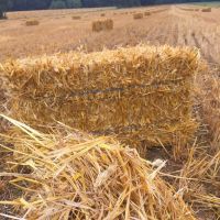 Wheat/barley straws, hay