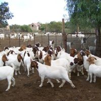 2020 Discount Prices 100% Full Blood Live Boer Goats / 100% Pureblood Mature boar goat for sale 