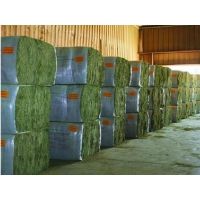 Quality Timothy Hay Quality Alfalfa Hay/ Timothy Hay/ Lucerne Clover in Bales