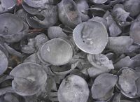 Coconut shell Charcoal