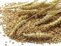 Whole Wheat Grain