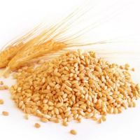 purified wheat grains