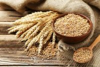 Organic Baking Wheat Grain