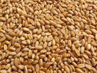 Wheat Grains, Pack Type: Jute Bags at Rs 18/kilogram