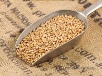 Organic Wheat Grain from Real Foods Buy Bulk Wholesale Online