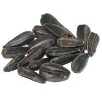 Everything You Need to Know About Sunflower Seeds