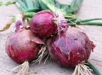  FRESH RED BURGANDY ONION SEEDS FREE USA SHIPPING