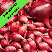 RED WINTER Autumn Planting Onion Sets (The easy way to grow Onions)