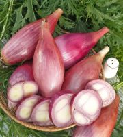 Seeds Shallot Onion Banana Red Long Vegetable Planting Organic Heirloom Ukraine