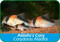 Corydoras Aldofoi