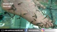 Garra rufa - Doctor fish